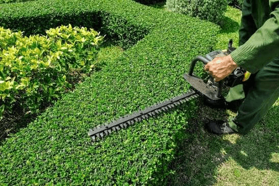 Crew member trimming a hedge as part of a property maintenance visit